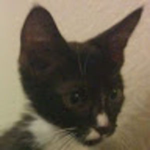 Meet your Posher, Angel